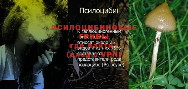 сатива Новозыбков